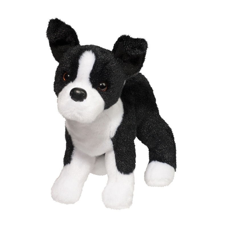 Chien Boston Terrier Quincy
