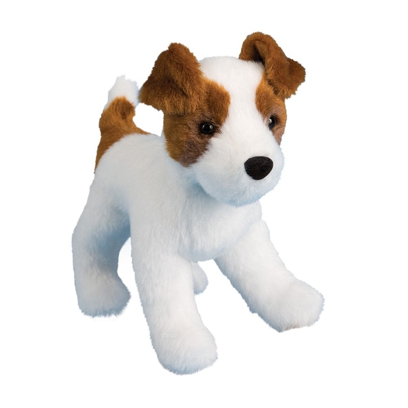 Chien Jack Russell Feisty