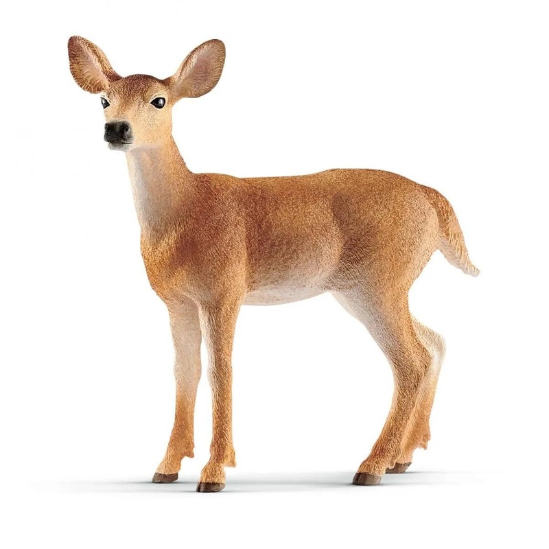 Biche de Virginie