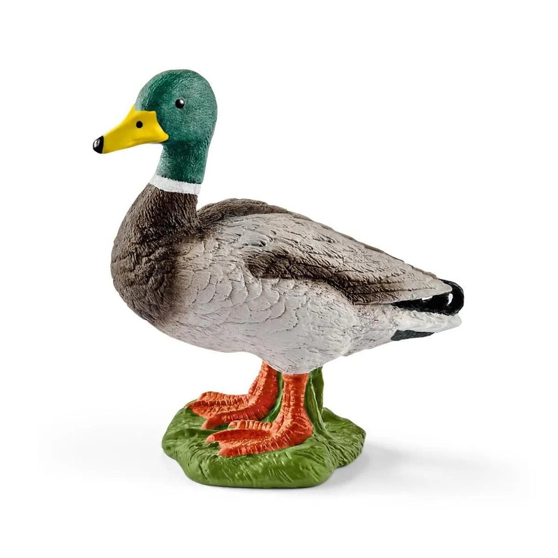 Canard
