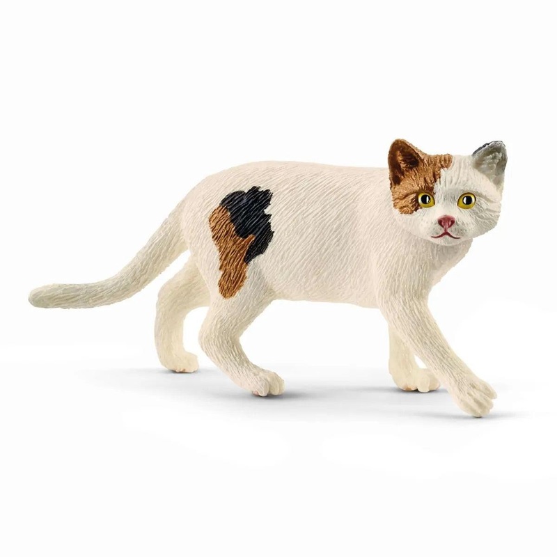Chat amricain  poil court