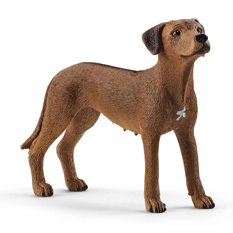 Chien de Rhodsie  crte dorsale