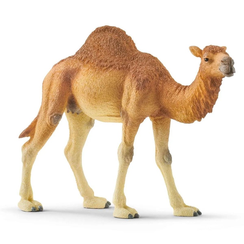 Dromadaire