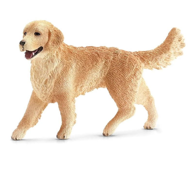 Golden Retriever  femelle