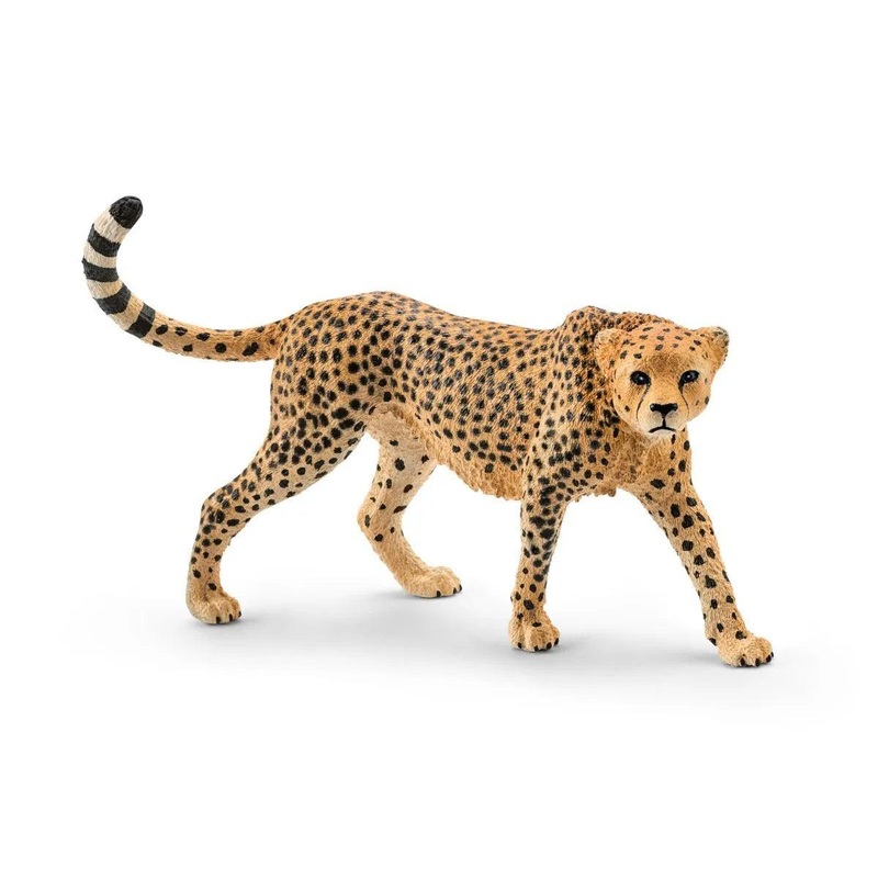 Gupard femelle