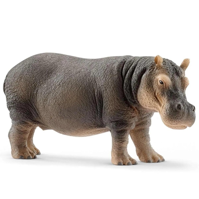 Hippopotame