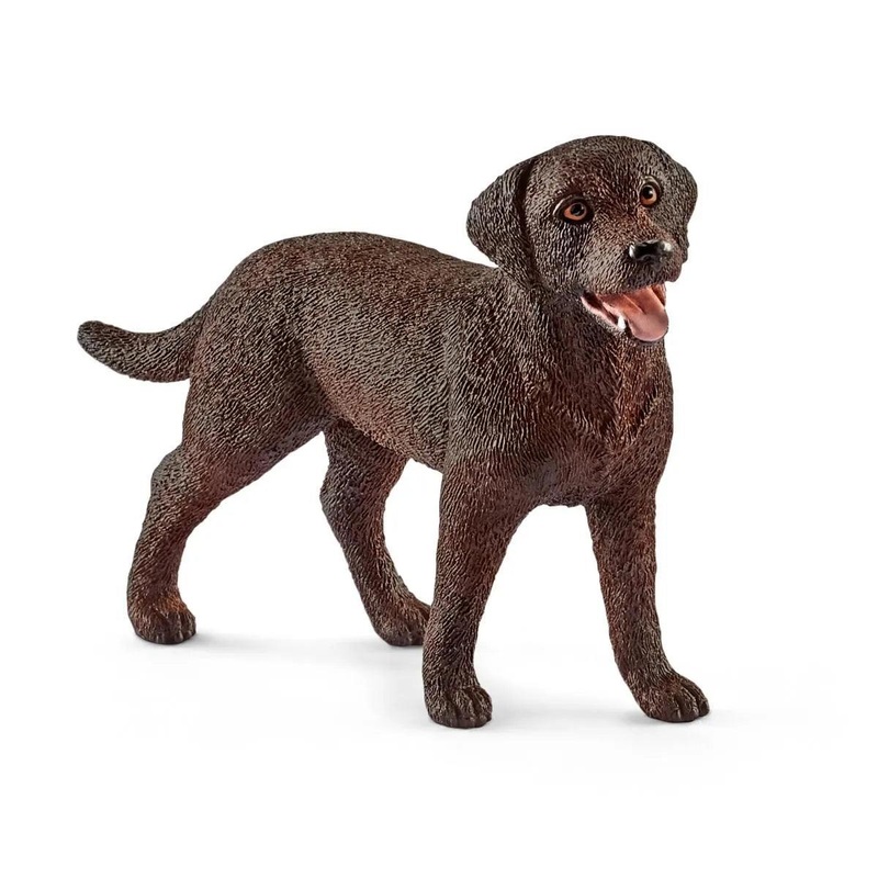 Labrador Retriever  femelle