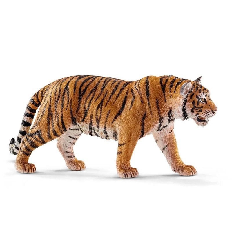 Tigre de Sibrie  mle