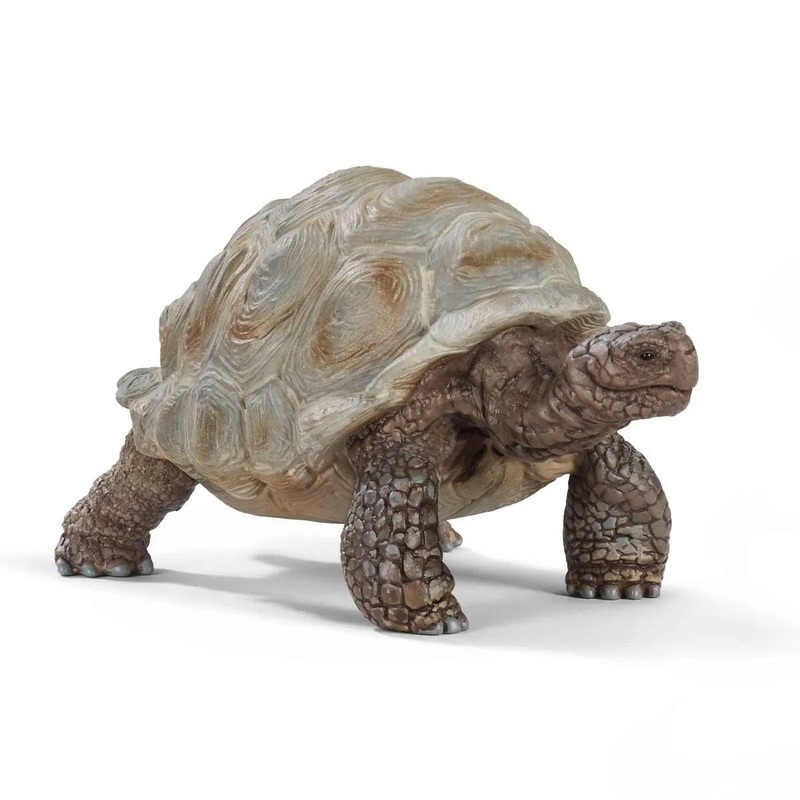 Tortue gante