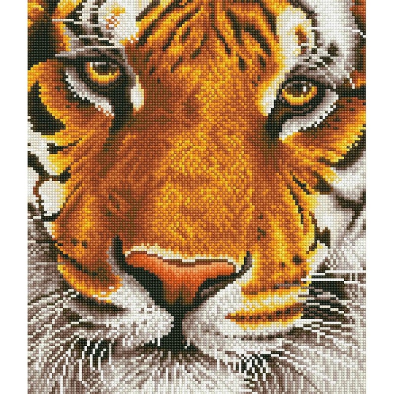 Bengal Magic - Intermdiaire