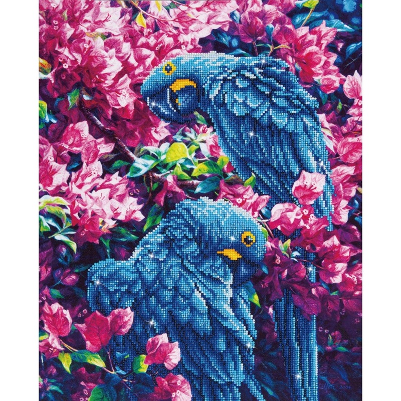 Blue Parrots - Intermdiaire