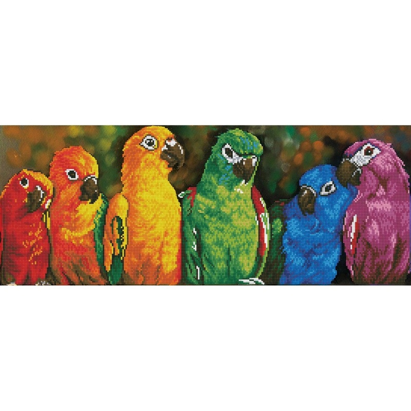 Rainbow Parrots - Intermdiaire