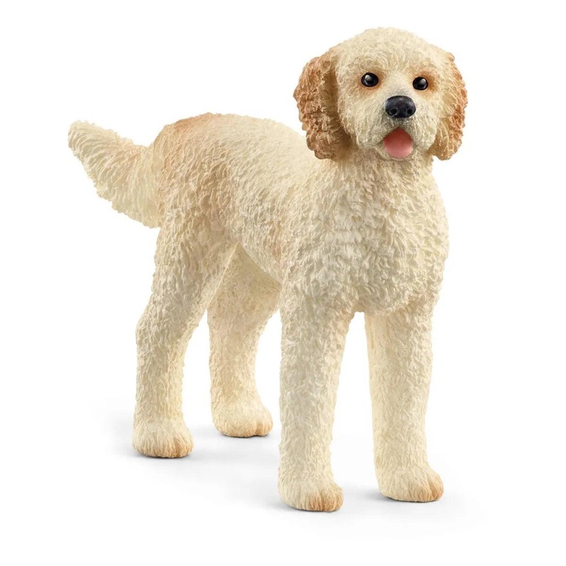 Chien Goldendoodle