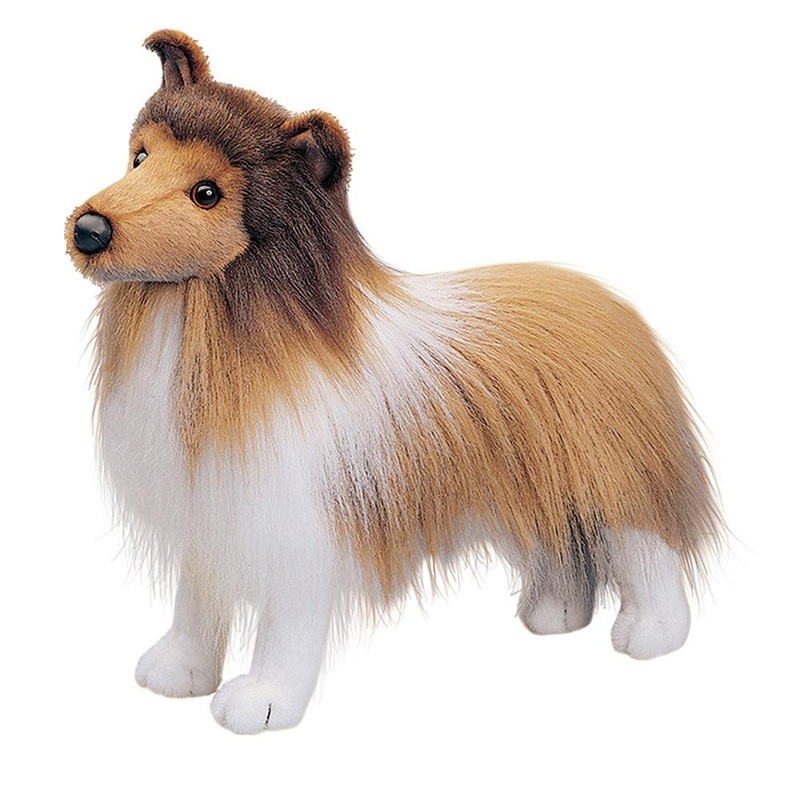 Chien Berger des Shetland Dixie