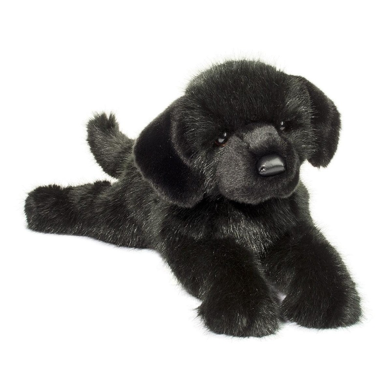Chien Labrador Noir Jake