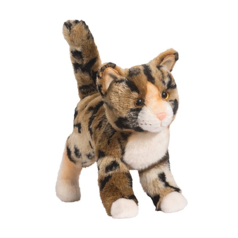 Chat Bengal Tashette