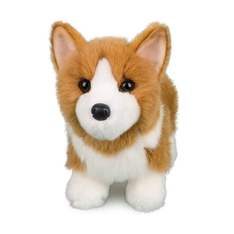 Chien Corgi Louie