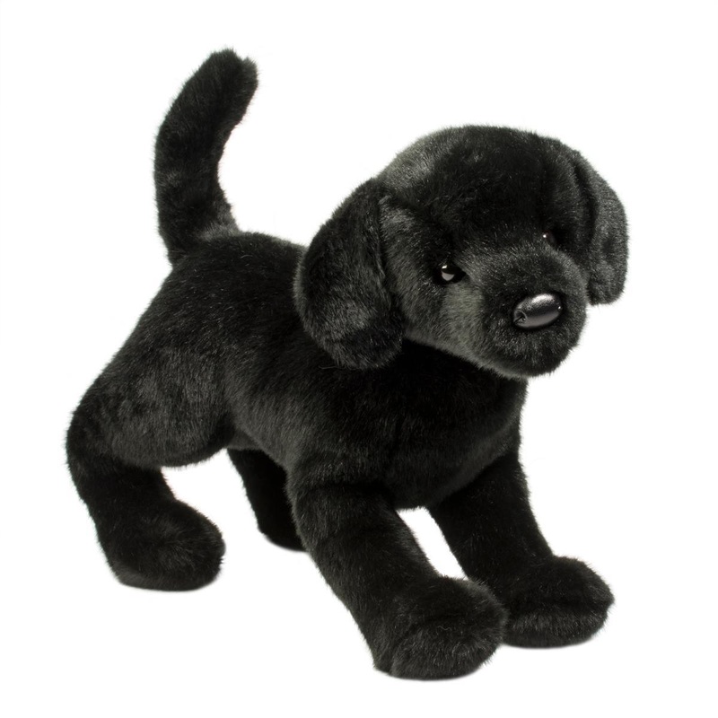 Chien Labrador Noir Chester