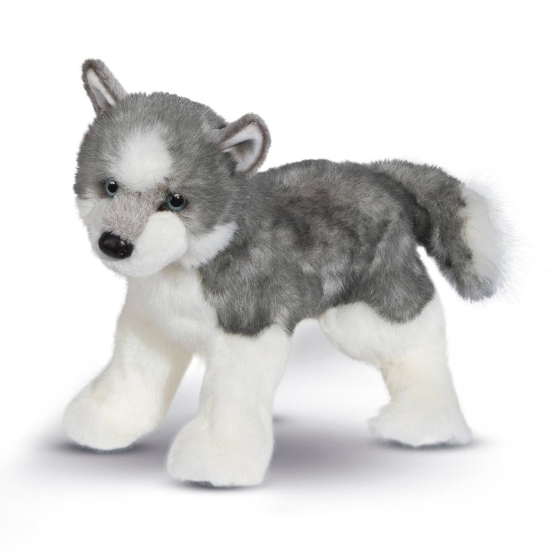 Chien Husky Sasha