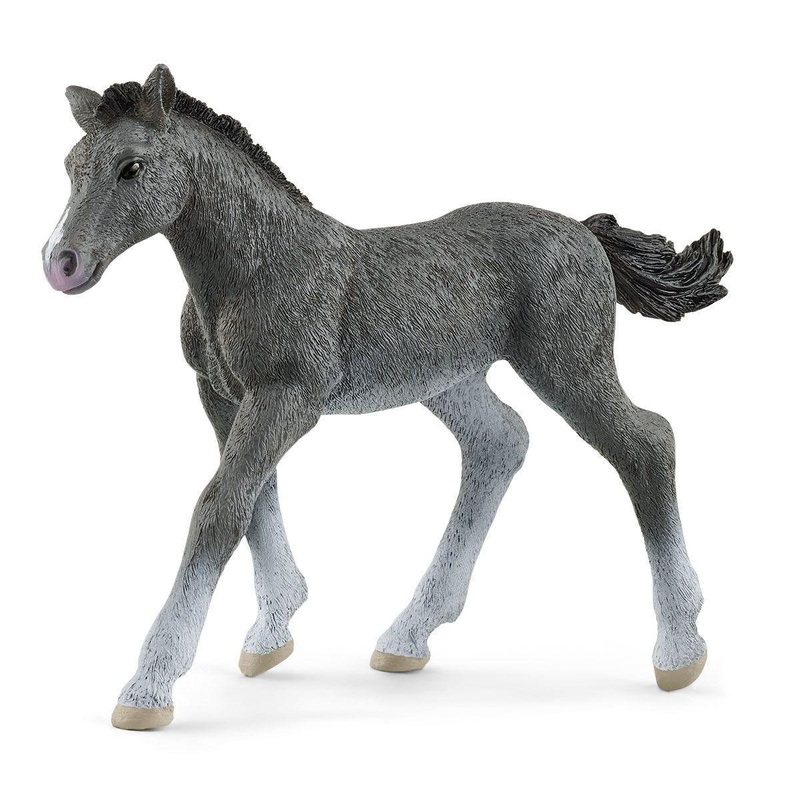 Poulain Trakehnen