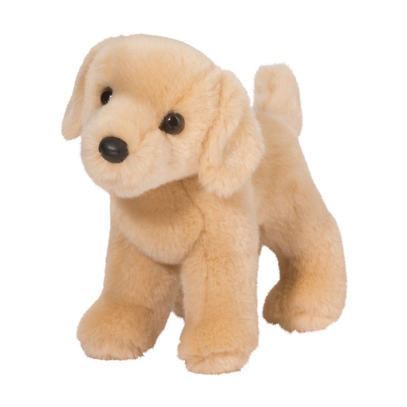 Chien Labrador Jaune Zach