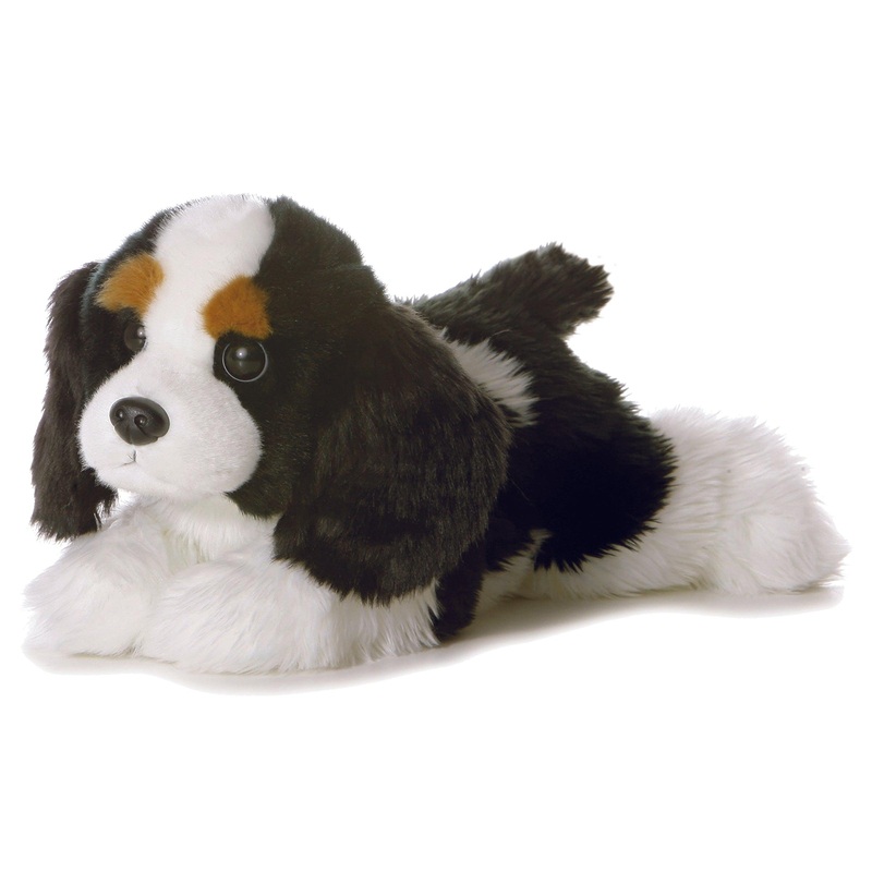 Flopsie - Cavalier King Charles - 12 po