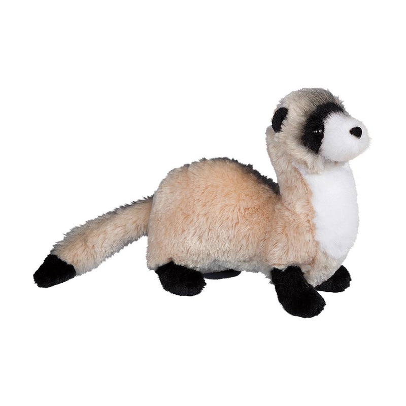 Furet Dapper