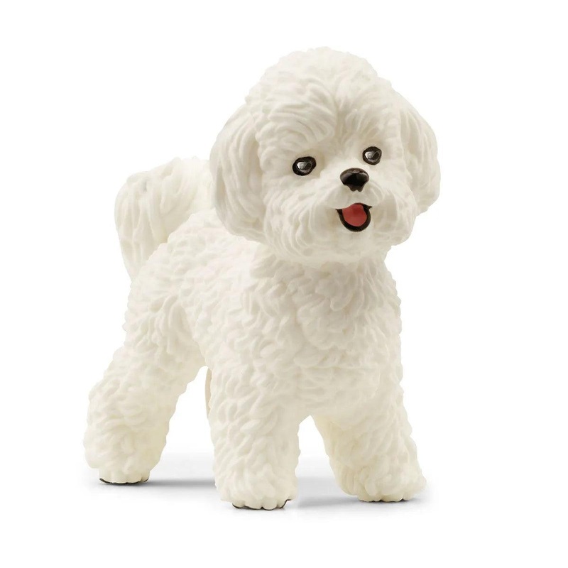 Bichon Fris