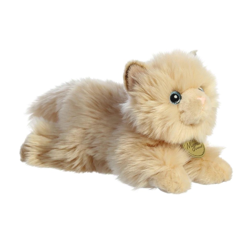 Miyoni - Chat Persan - 8 1/2 po