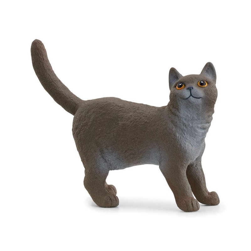 Chat britannique  poil court