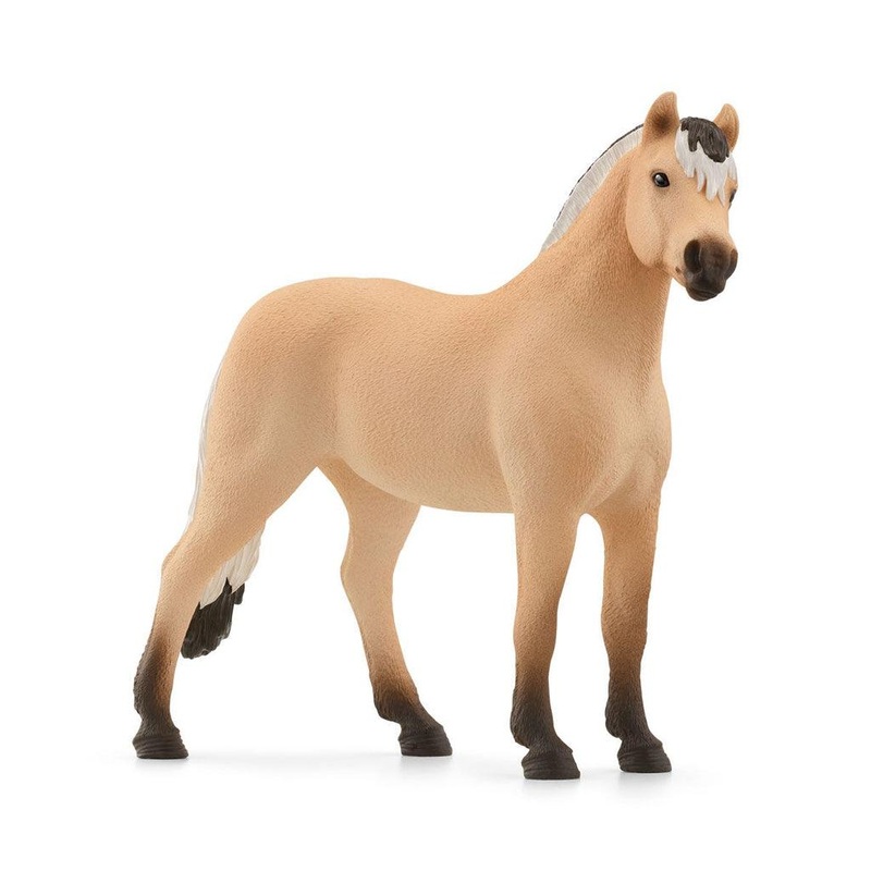 Hongre cheval du fjord norvgien