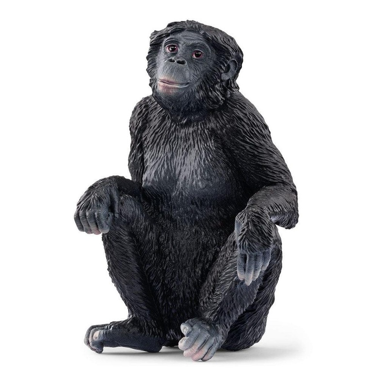 Bonobo Femelle