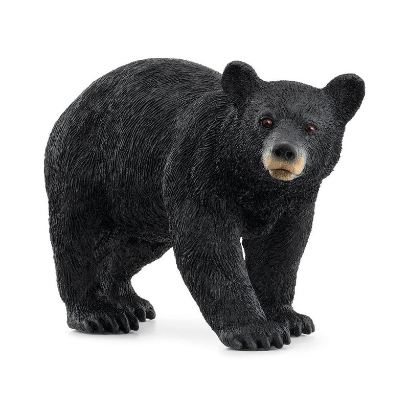 Ours noir d'Amrique