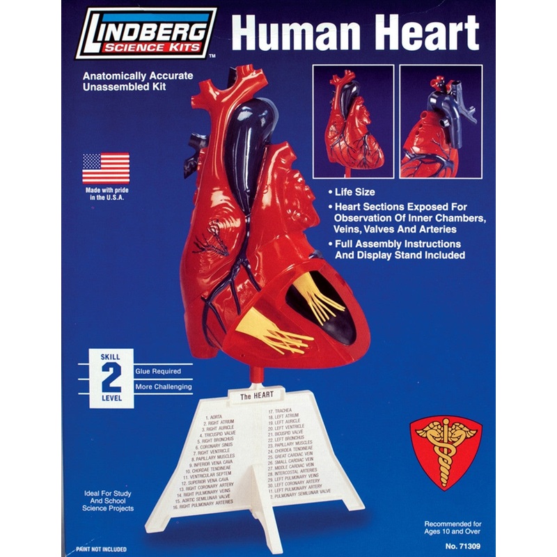 1/1 Human Heart Plastic Model Kit