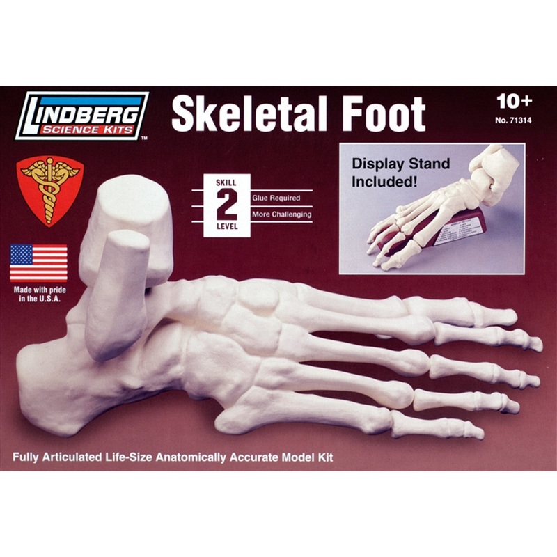 1/1 Skeletal Foot Plastic Model Kit