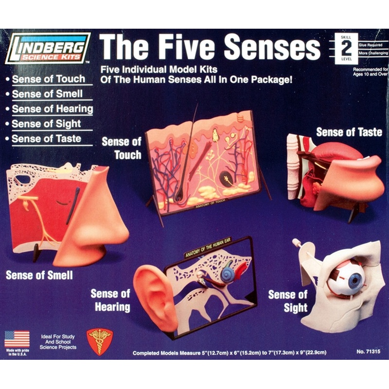 5 Senses Touch, Smell, Hearing, Sight, Taste Plastic Model Kit