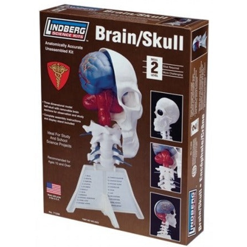 Human Brain and Skull, Half