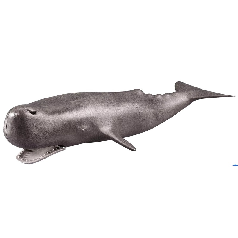 Whale