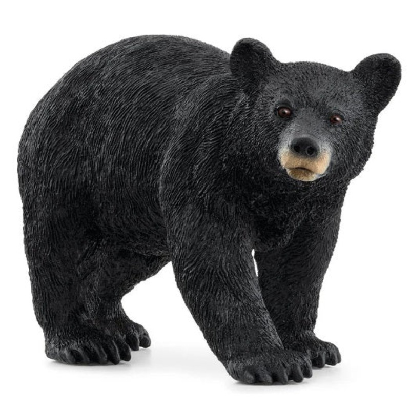 American Black Bear