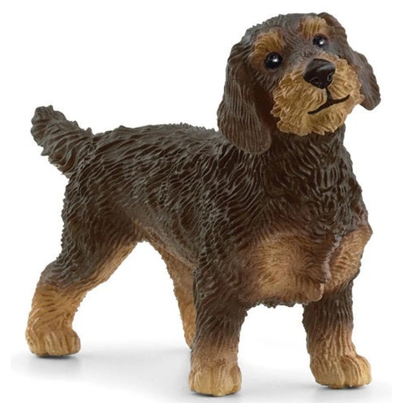 Wire-Haired Dachshund