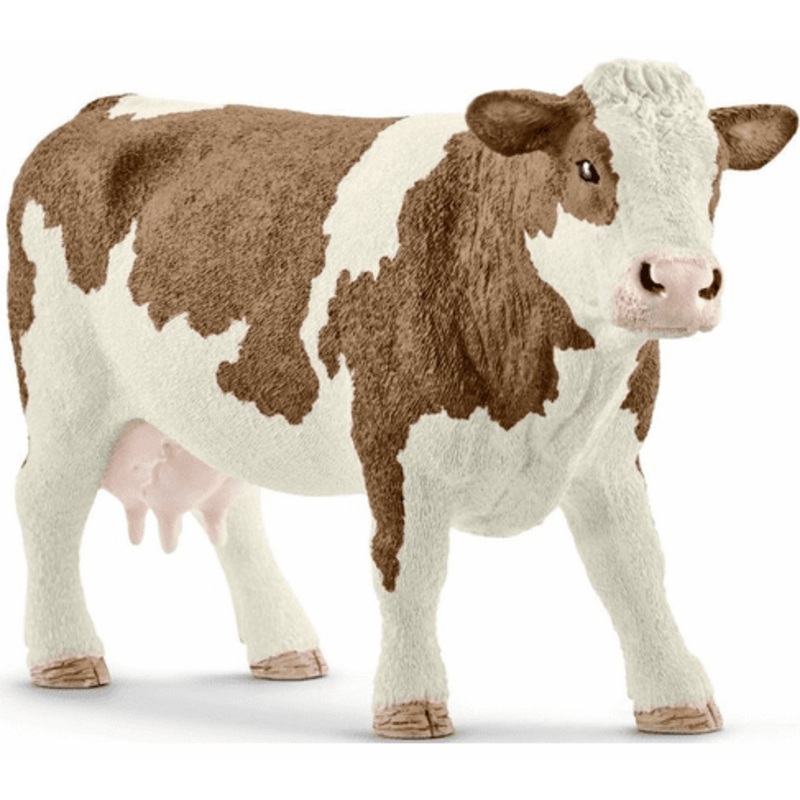 Simmental Cow