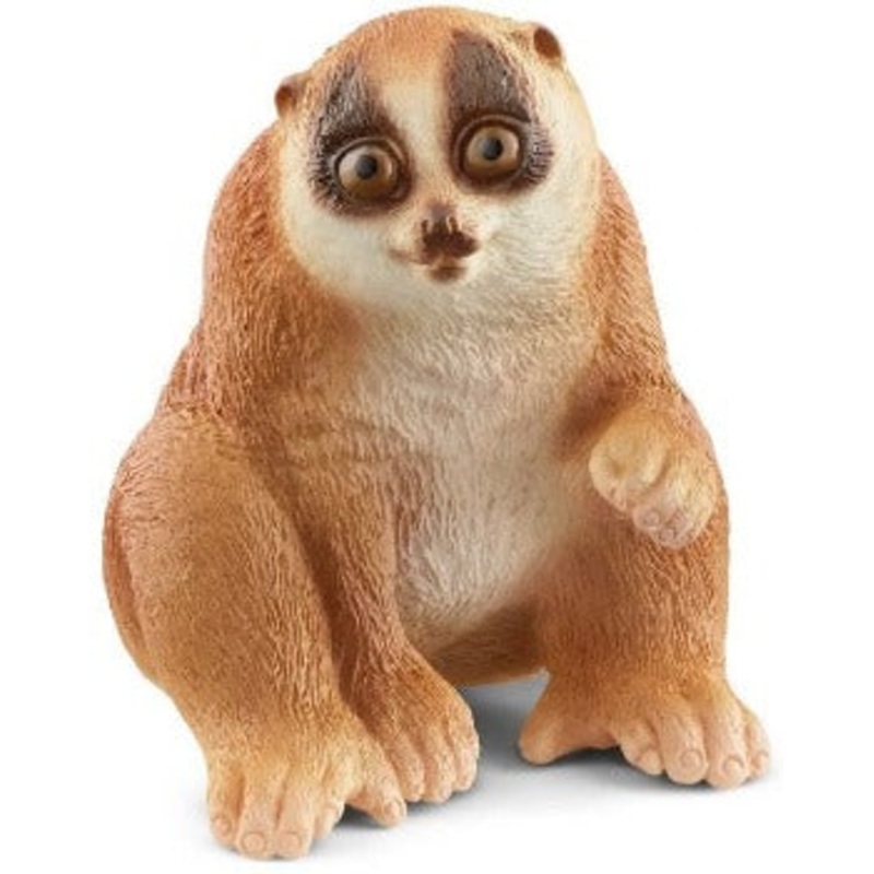 Slow Loris