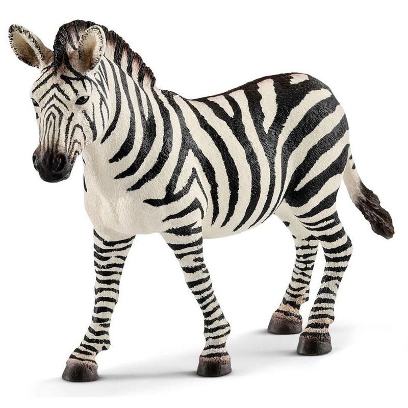 Zebra Female
