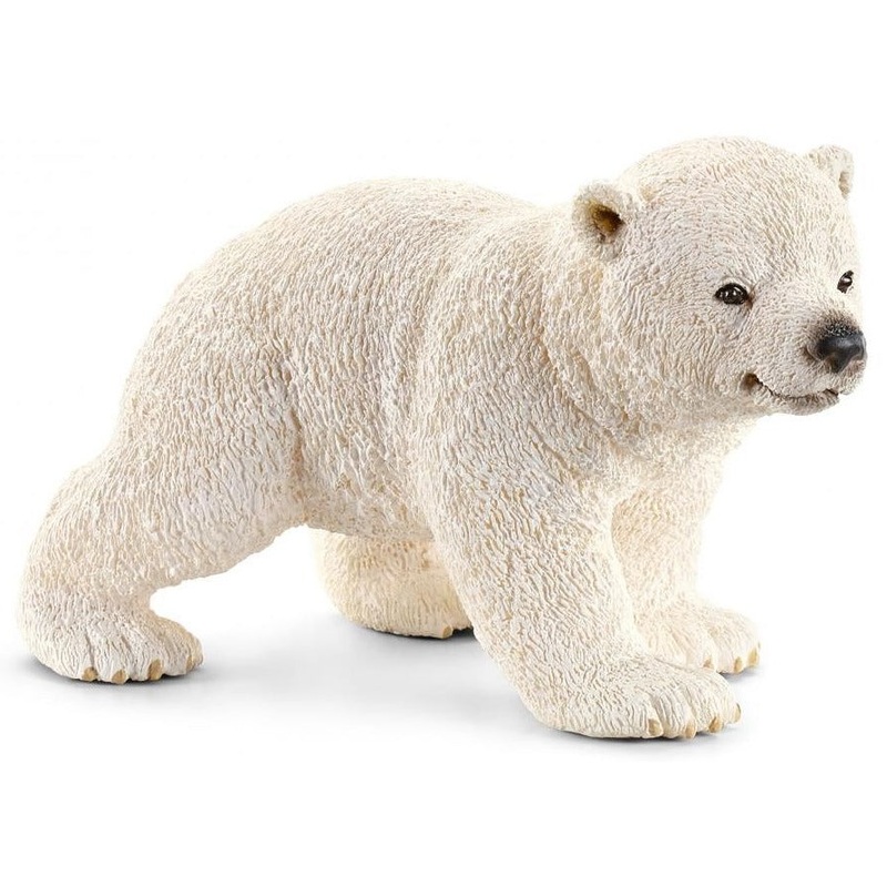 Polar Bear Cub Walking