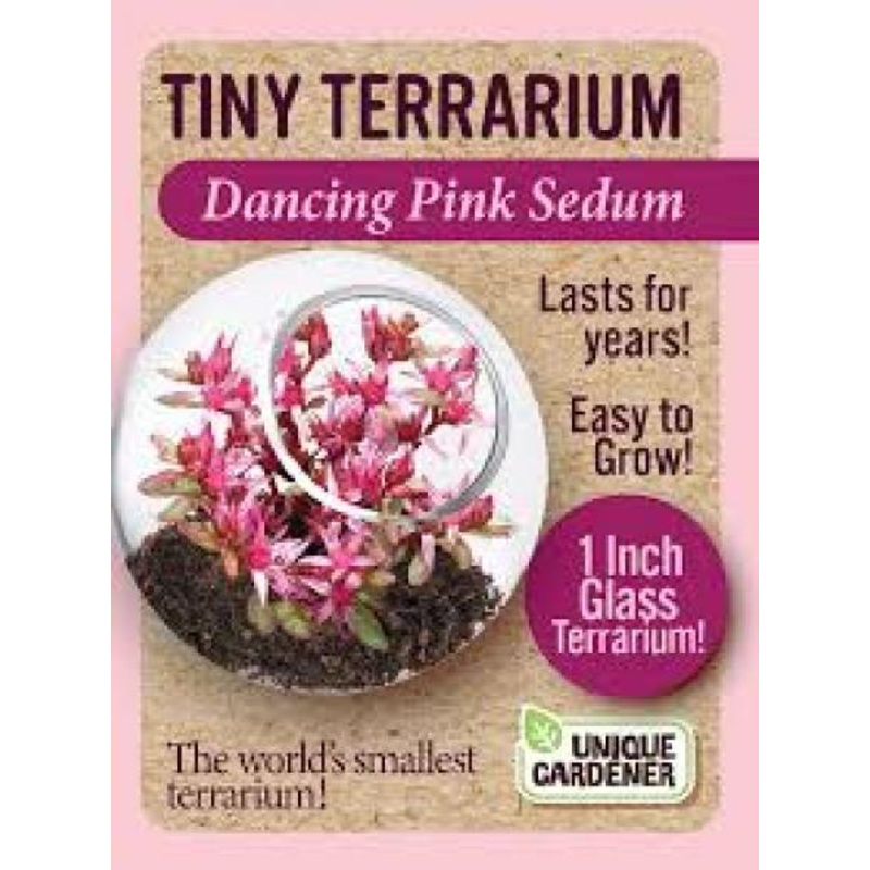 Dancing Pink Sedum Tiny Terrarium