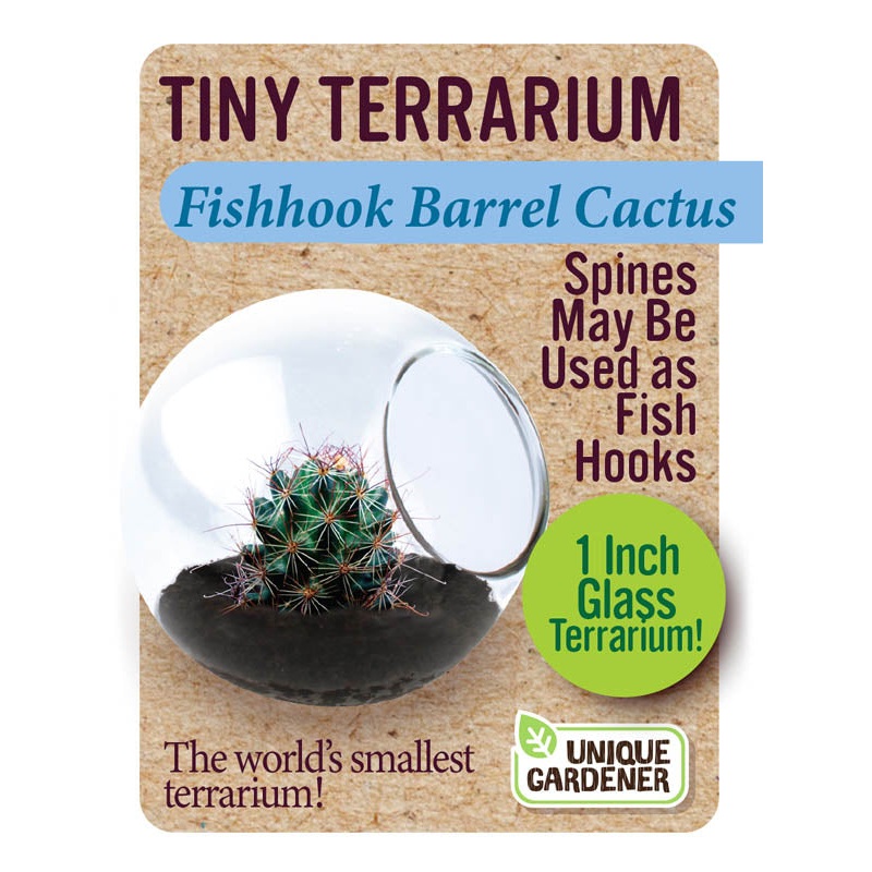 Fishhook Barrel Cactus Tiny Terrarium