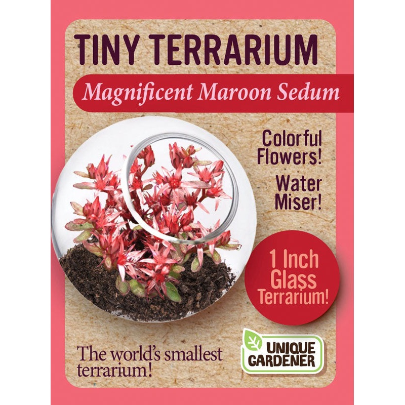 Magnificent Maroon Sedum Tiny Terrarium