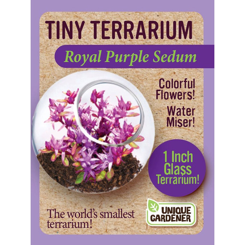 Royal Purple Sedum Tiny Terrarium