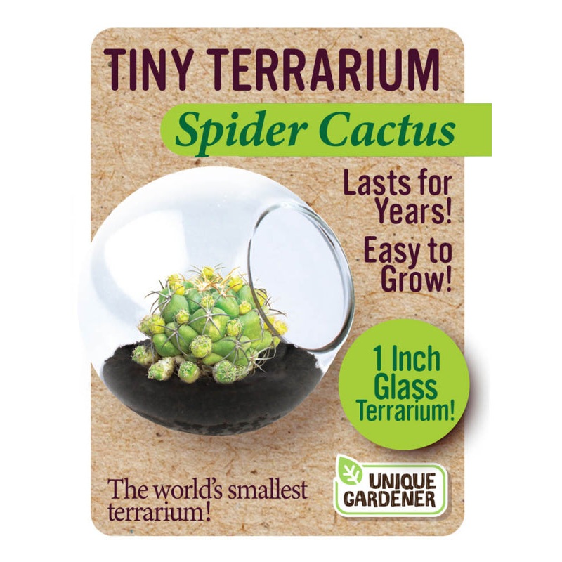 Spider Cactus Earth Science