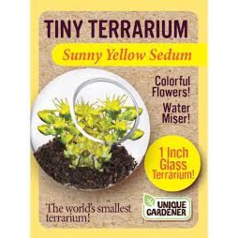 Sunny Yellow Sedum Tiny Terrarium